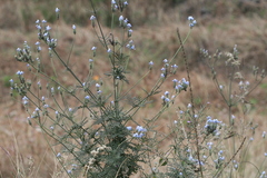 Lavandula bipinnata